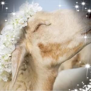 Meet your Posher, Jody